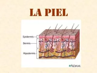 la piel