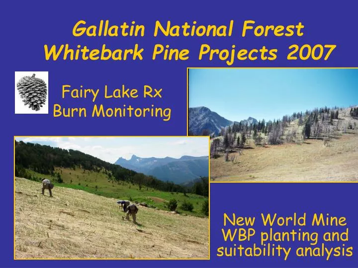 gallatin national forest whitebark pine projects 2007