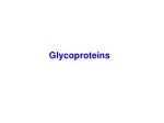Glycoproteins - slide 1