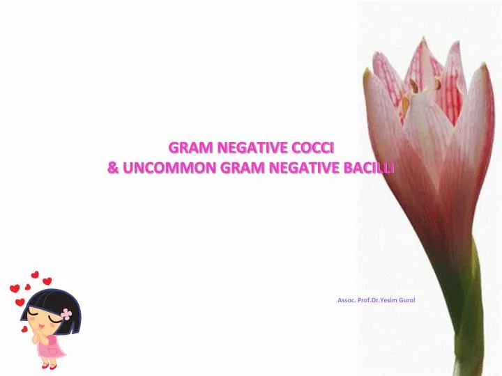 gram negative cocci uncommon gram negative bacilli