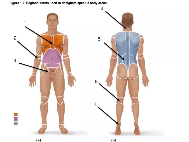 figure 1 7 regional terms used to designate specific body areas