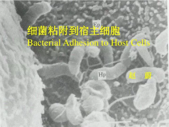 bacterial adhesion to host cells