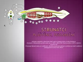strunatci pl t nci bezlebe n
