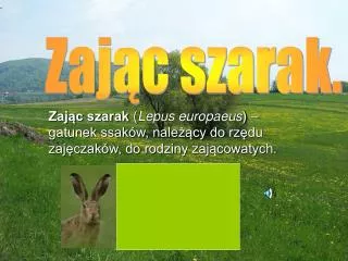 zaj c szarak lepus europaeus gatunek ssak w nale cy do rz du zaj czak w do rodziny zaj cowatych
