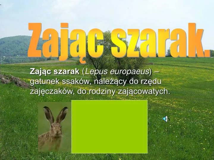 zaj c szarak lepus europaeus gatunek ssak w nale cy do rz du zaj czak w do rodziny zaj cowatych