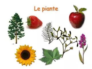 le piante
