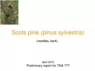Scots pine (pinus sylvestris)