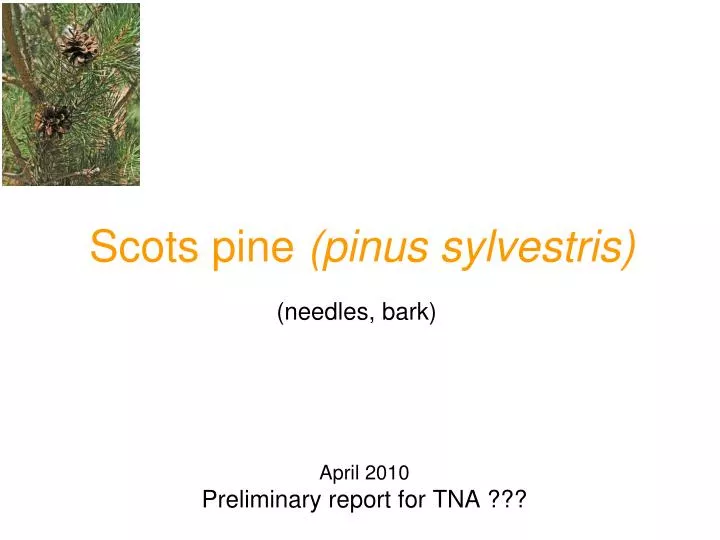 scots pine pinus sylvestris
