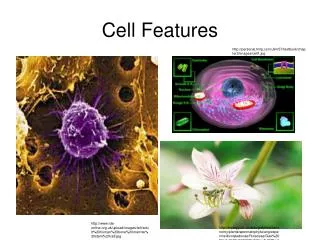 Cell Features