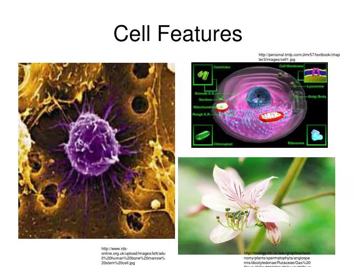 cell features