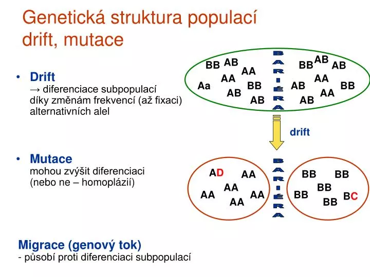 genetick struktura populac drift mutace
