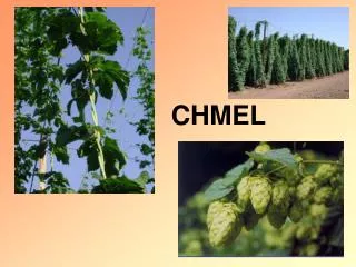 chmel