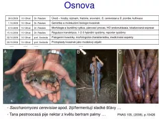 osnova