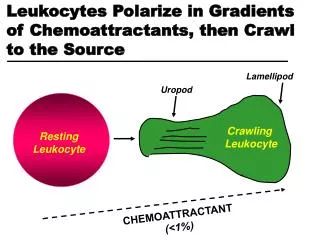Leukocytes Polarize in Gradients of Chemoattractants, then Crawl to the Source