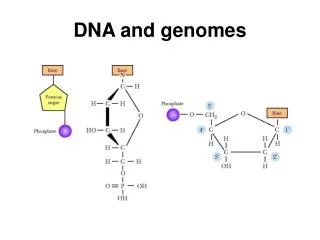 DNA and genomes