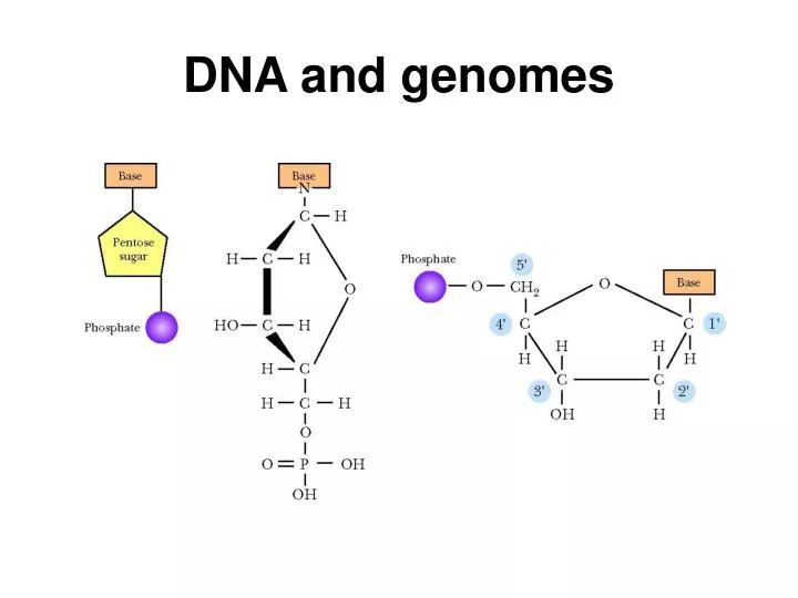 dna and genomes