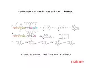 Biosynthesis of norsolorinic acid anthrone (1) by PksA.