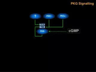 PKG Signalling