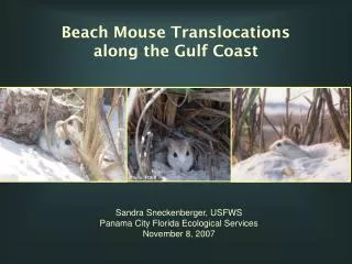 Beach Mouse Translocations along the Gulf Coast