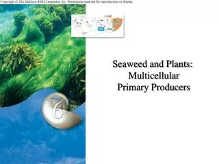 Seaweed and Plants: Multicellular Primary Producers
