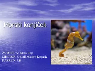 morski konji ek
