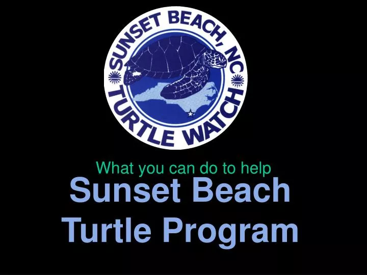 sunset beach turtle program