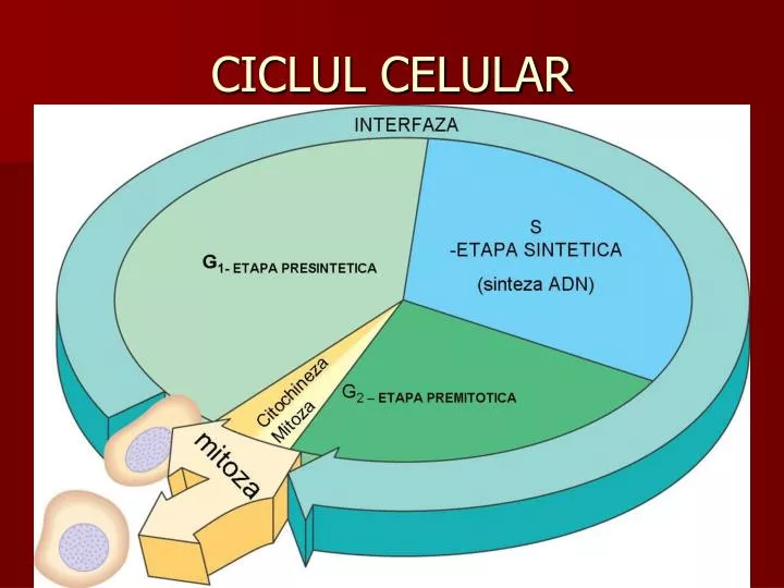 ciclul celular