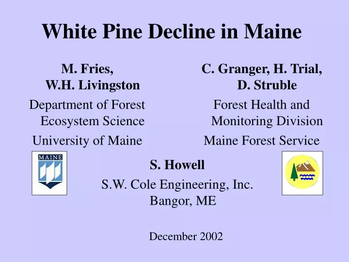 white pine decline in maine