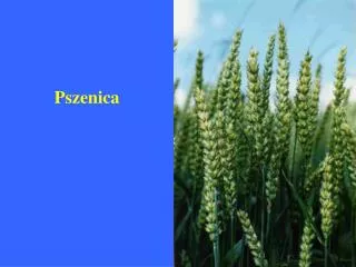 pszenica
