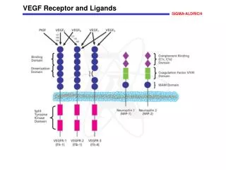 VEGF Receptor and Ligands