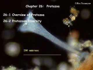 Chapter 26: Protozoa