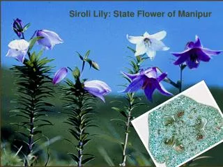 Siroli Lily: State Flower of Manipur