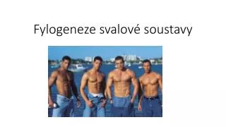 fylogeneze svalov soustavy