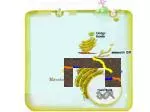 Hormonal Signal Transduction and Nutrient Processing in Cells - slide 1