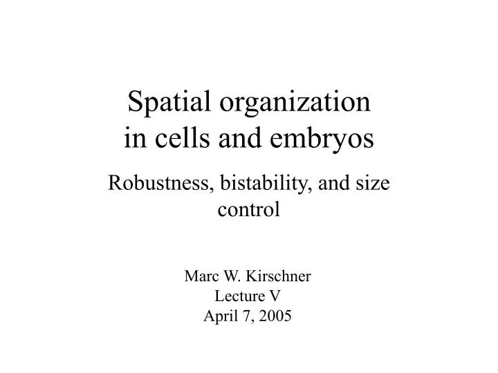 spatial organization in cells and embryos
