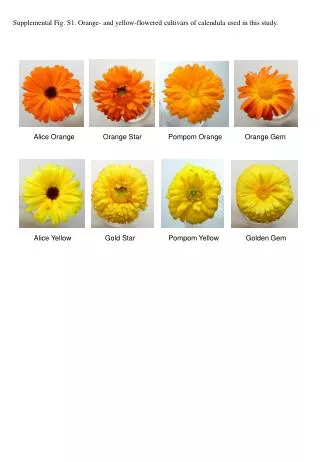 Supplemental Fig. S1. Orange- and yellow-flowered cultivars of calendula used in this study.