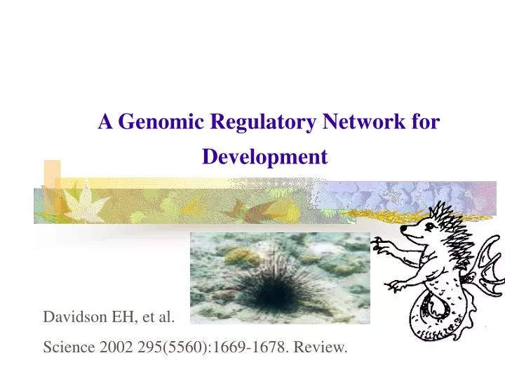 a genomic regulatory network for development