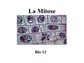 la mitose