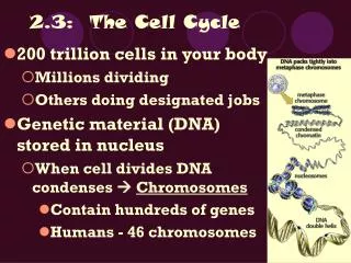2.3: The Cell Cycle
