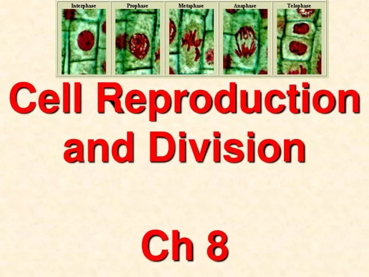 cell reproduction and division ch 8