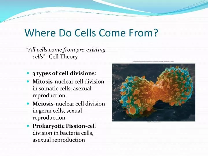 where do cells come from