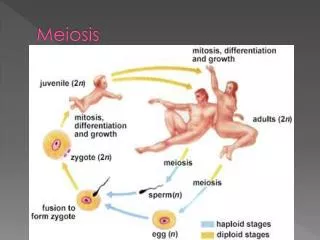 Meiosis