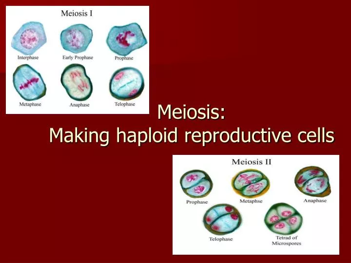 meiosis making haploid reproductive cells