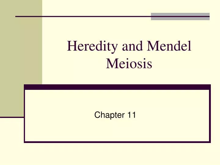 heredity and mendel meiosis