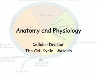 anatomy and physiology