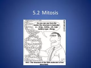 5.2 	Mitosis