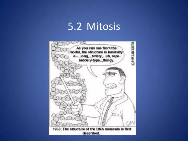 5 2 mitosis