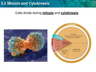 Cells divide during mitosis and cytokinesis .