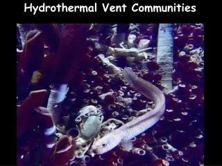 Hydrothermal Vent Communities