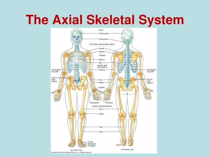 the axial skeletal system